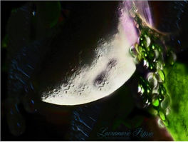 moon+drops.jpg
