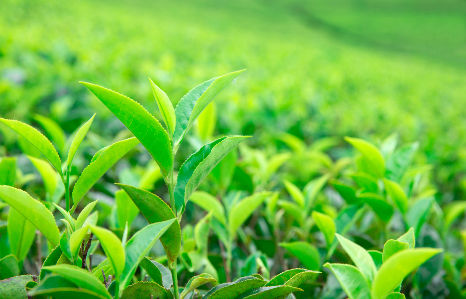 tea-leaf-plantation.webp