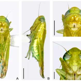 How a Tiny Leafhopper Creates Some of the World’s Most Exquisite Teas