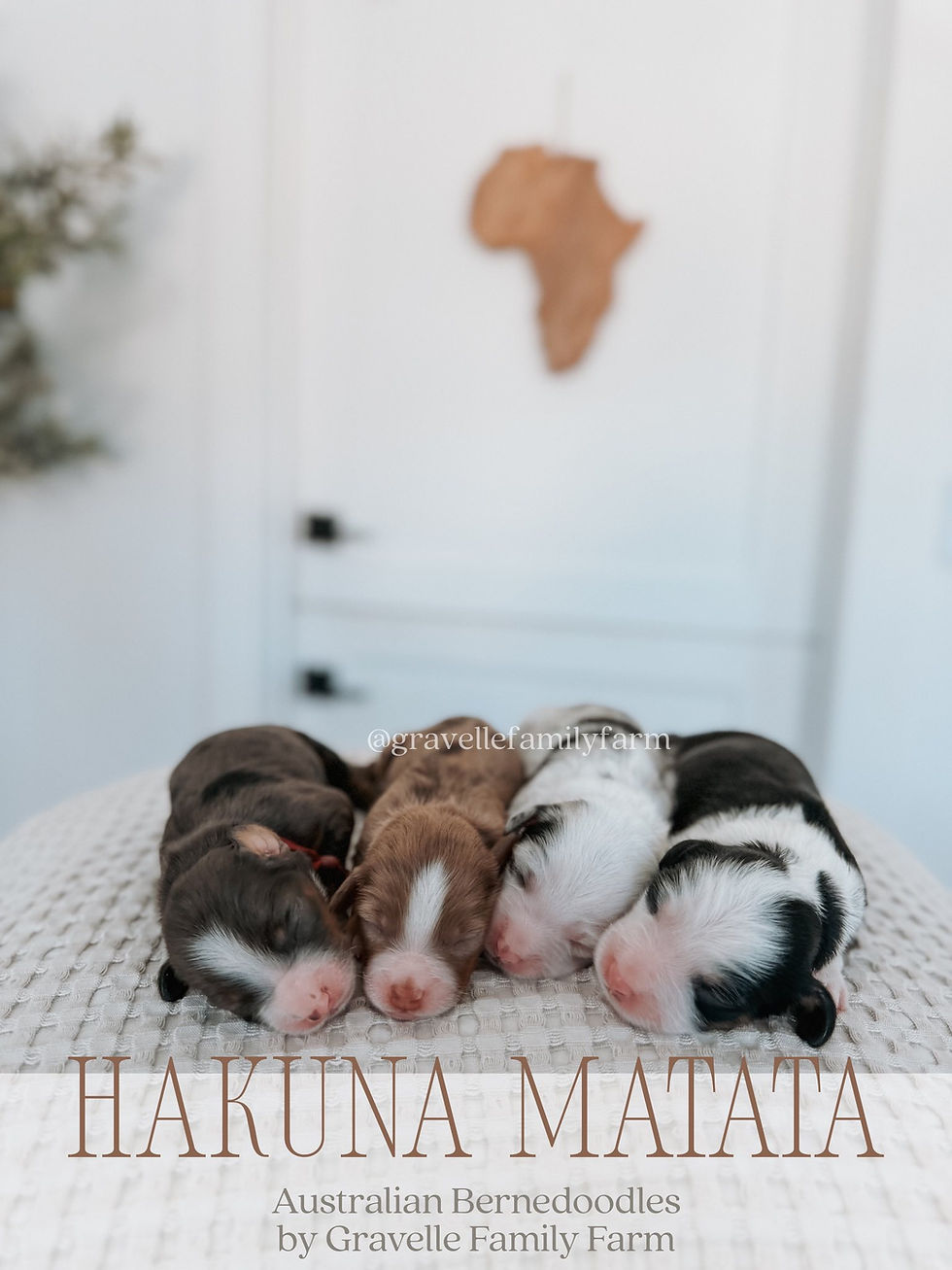 Hakuna Matata