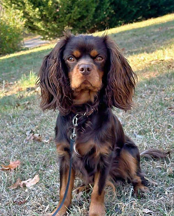 Paco