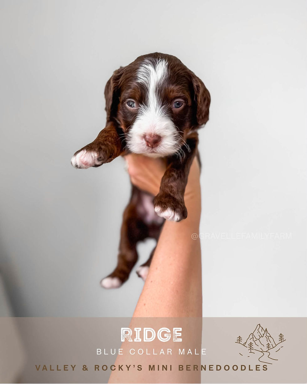 Ridge