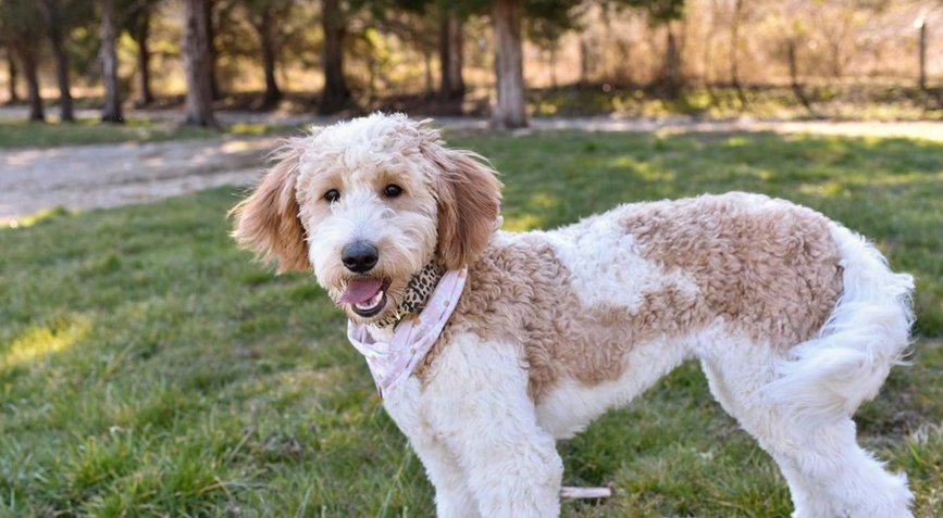 Screen Shot 2022-06-24 at 3.29.12 PM.png