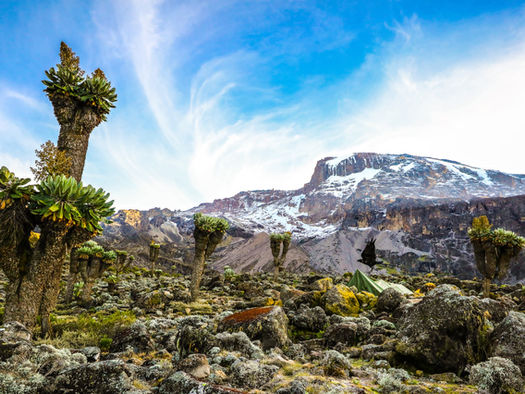 Lemosho Route on Mount Kilimanjaro: Walking Through Every Living Ecosystem of the Mountain