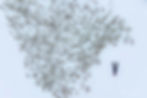 Drone view of Sami reindeer herding in Norway with a Sami man on a snowmobile guiding a large herd across the snowy tundra — an important tradition in Sami shamanism and Sami religion.