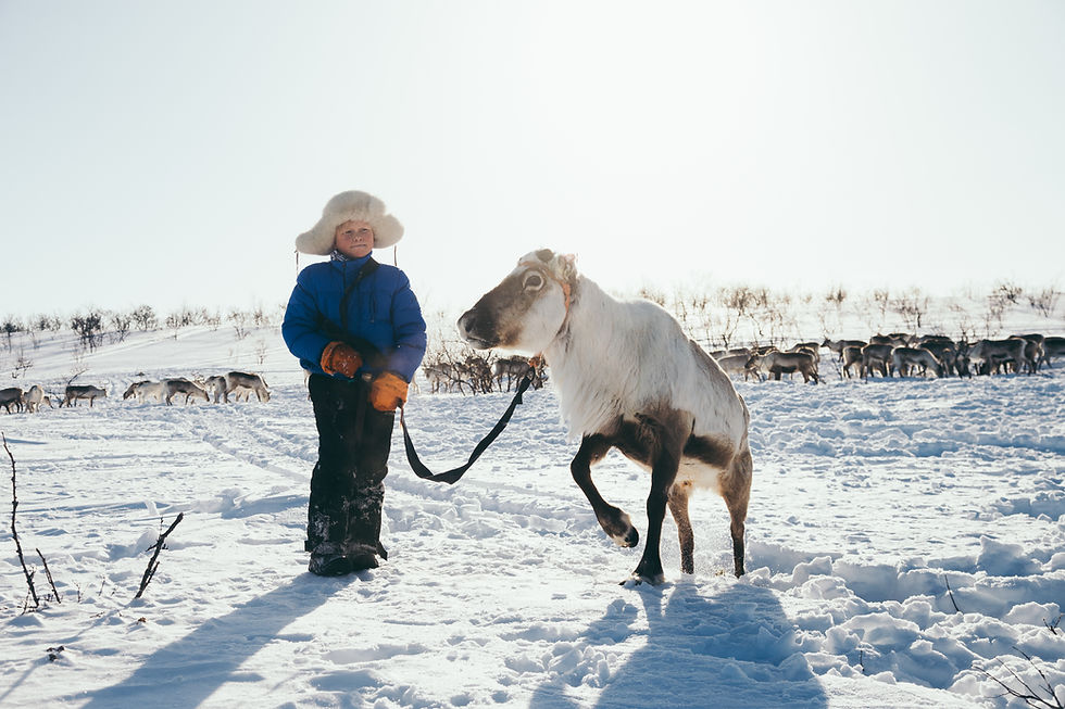 Sami boy holding a reindeer on a rope on the Arctic tundra in Finnmark, Norway