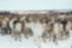 A herd of reindeer walking from behind in the Arctic tundra, part of the annual Sámi reindeer spring migration in Norway