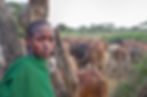 Maasai man standing with cattle behind him in northern Tanzania