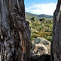 olive valley.jpg