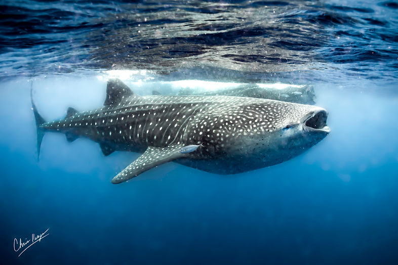 doublwhaleshark2 copy.jpg