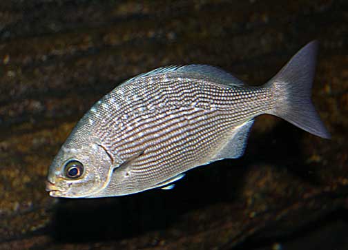 hawaiian reef fish toau hawaiian reef fish toau