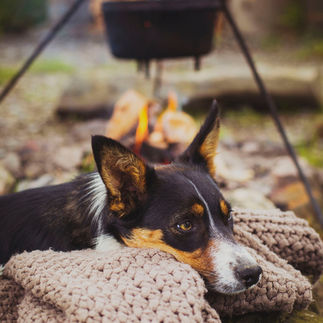 Sheepdog resting chin on blanket but the fire at The Welsh Farm Glamping