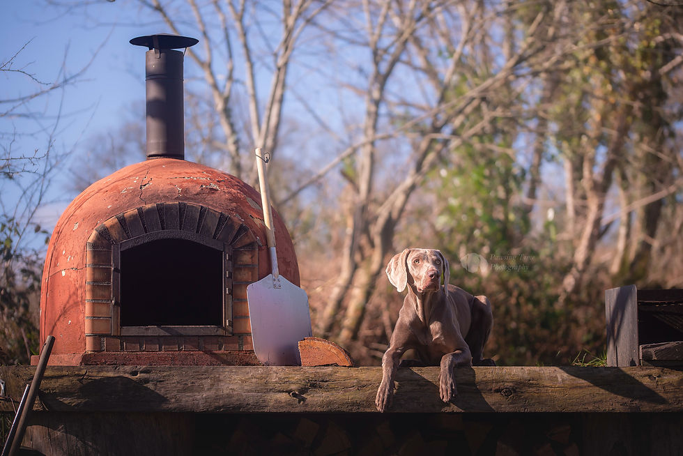 Weimaraner lying next to pizza oven with blue sky backdrop