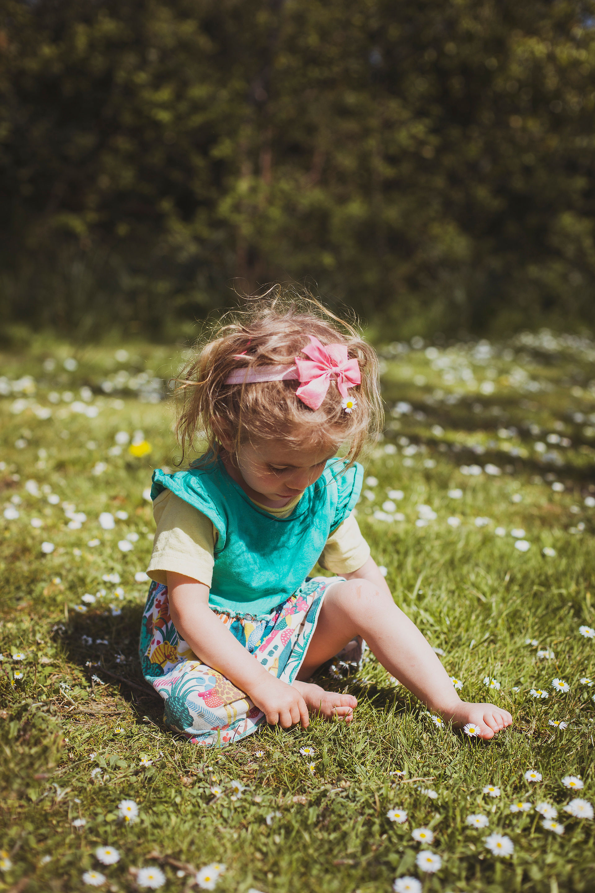 Little girl at glamping site picking daisies, maybe making a daisy chain