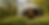 Reactive_dog_friendly_glamping.png