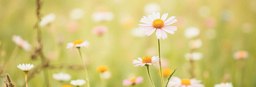 open field with flowers, softer colors_edited.jpg
