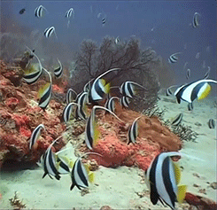 Fish.gif