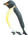 transparent-penguin_edited_edited.png