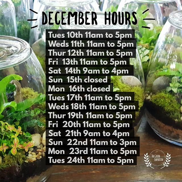 Terrarium Perth The Green Emporium