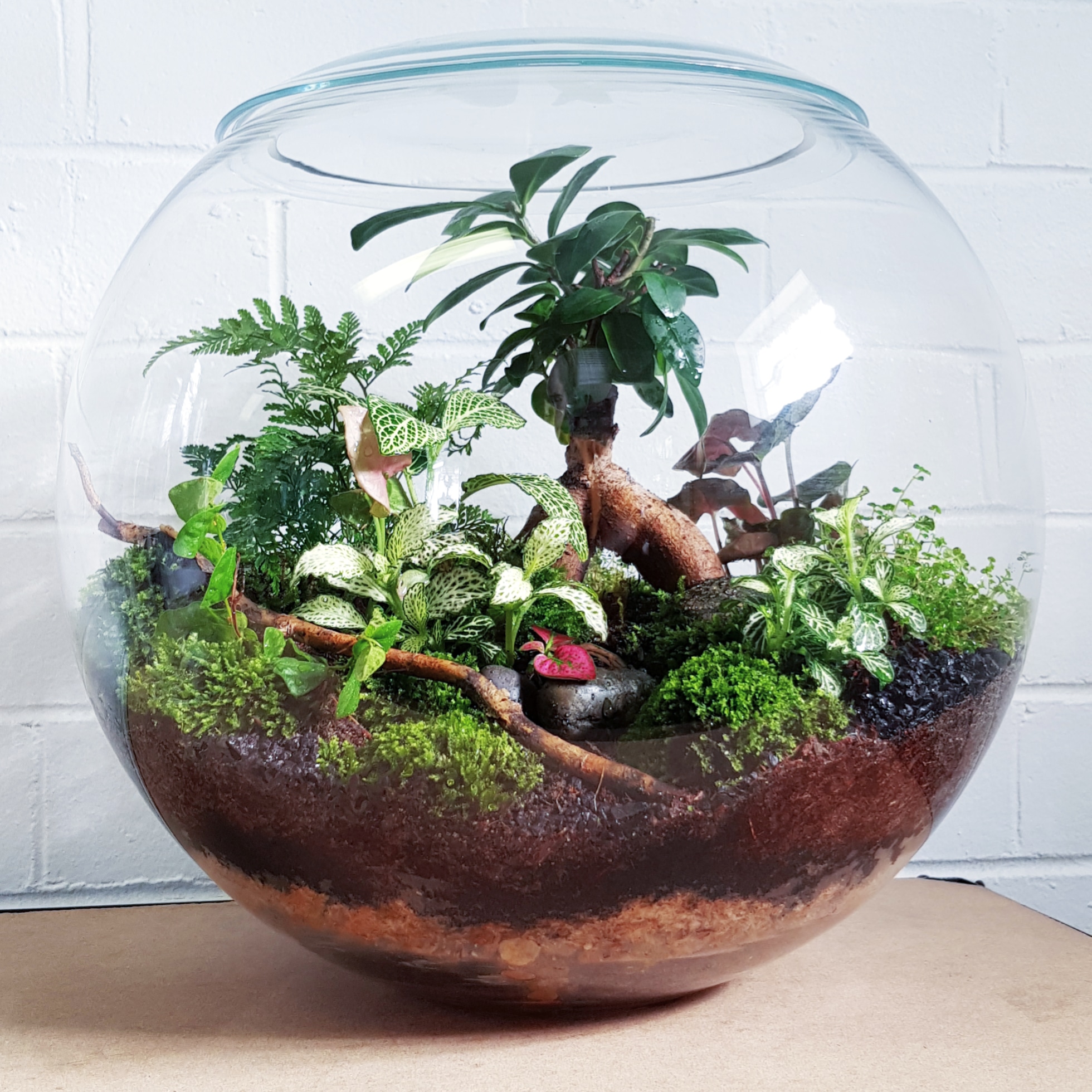 Winter Enclosed Terrarium Afternoon Session