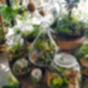 Perth Terrarium Store