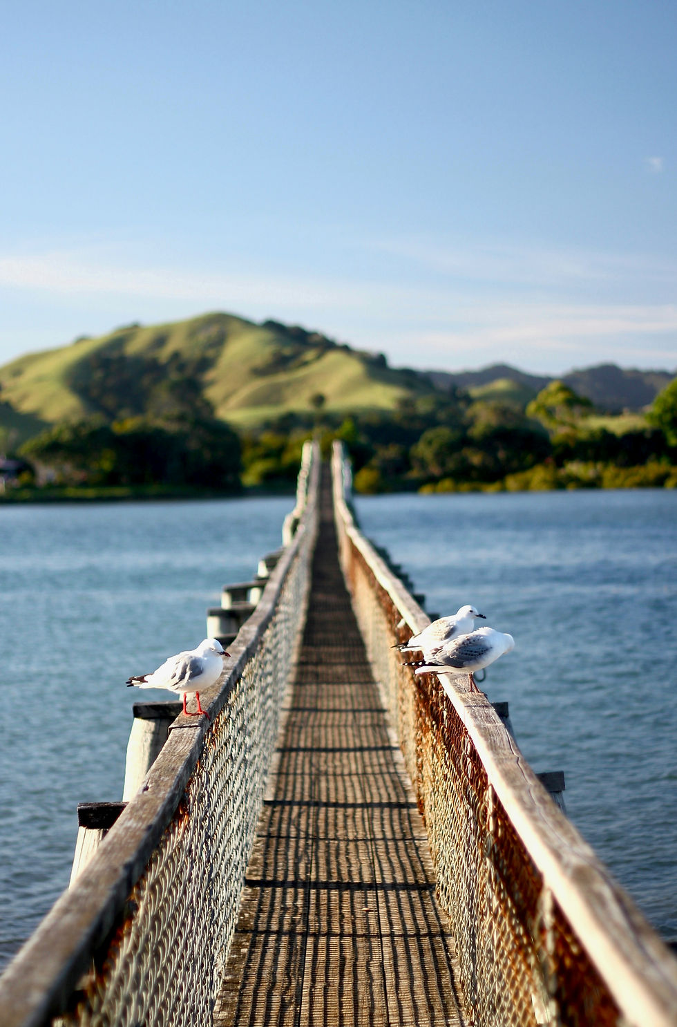 Whananaki Foot Bridge