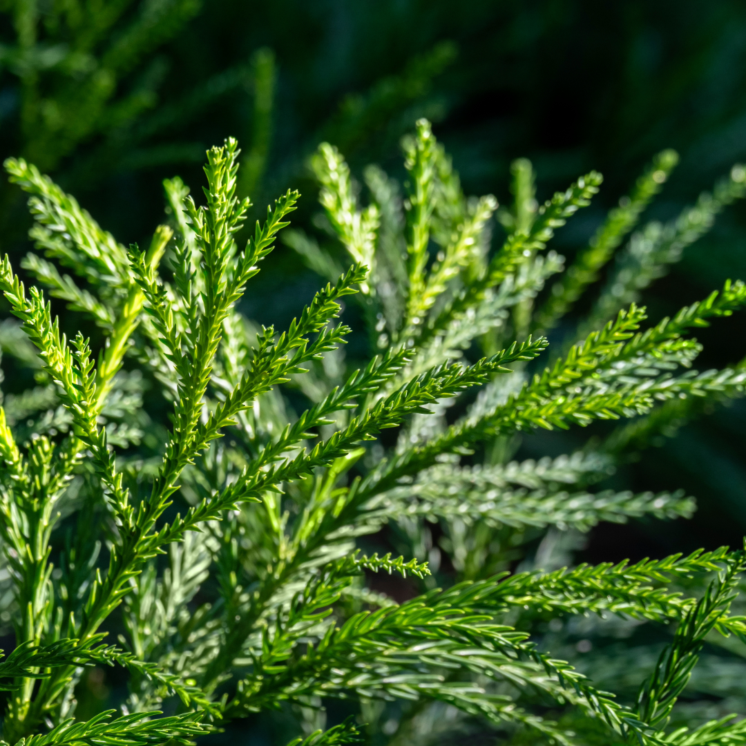 Writer: Rimu Reporter