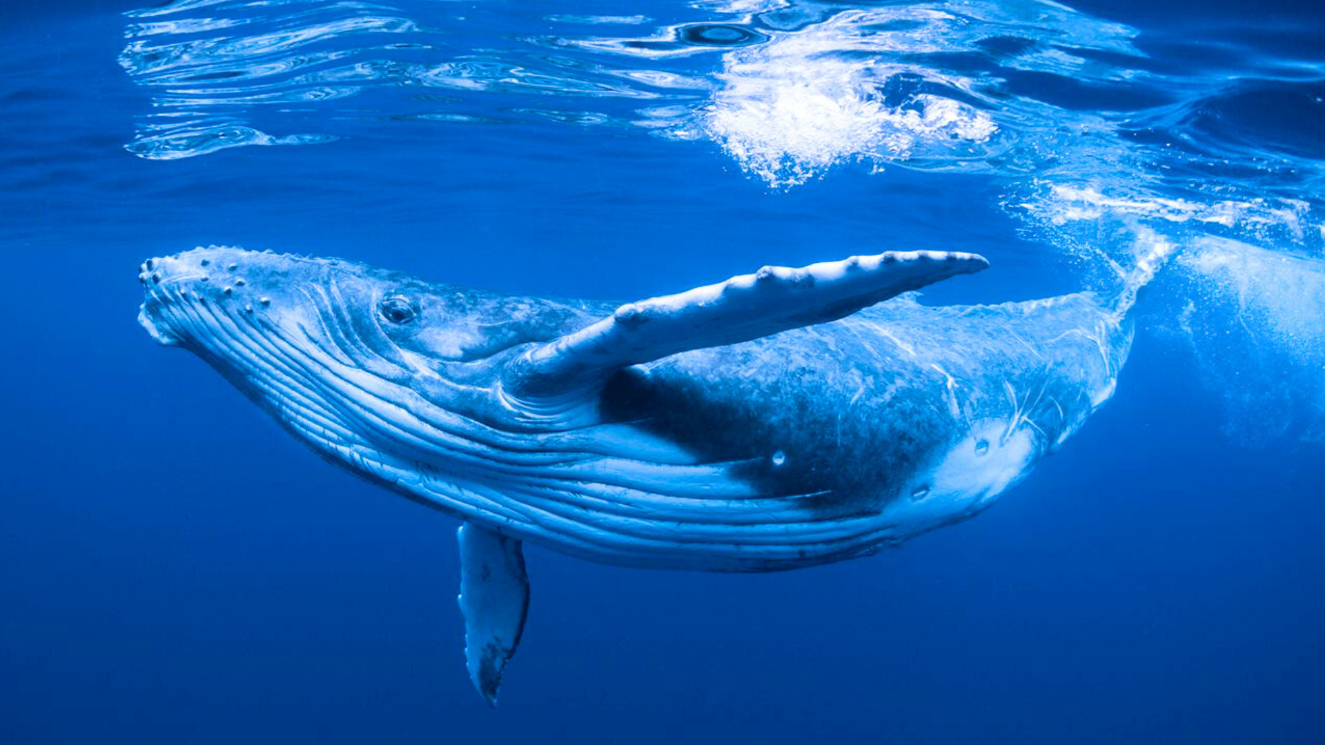 Whale Magic Retreat Moorea 2025 | nathealing