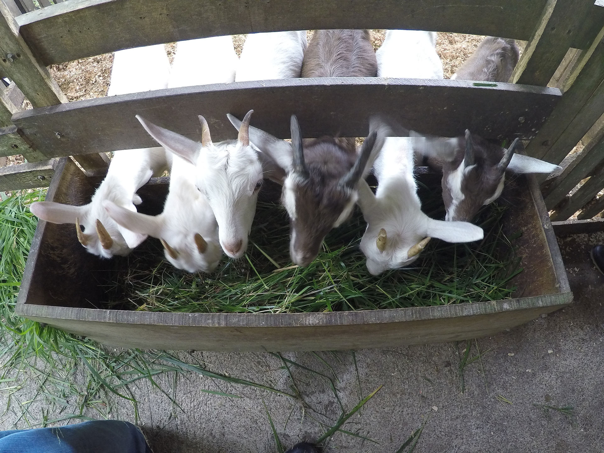 Baby goats