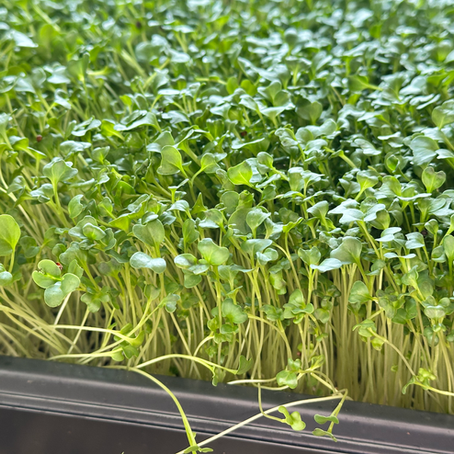 Ultimate Guide to Growing Broccoli Microgreens with Nutritional Benefits and Step by Step Instructions