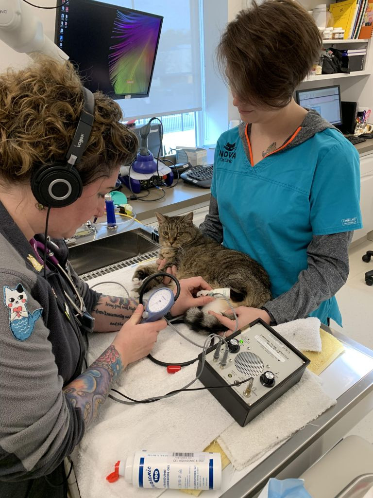 Ellen Carozza and Amber Baker taking blood pressure of a cat