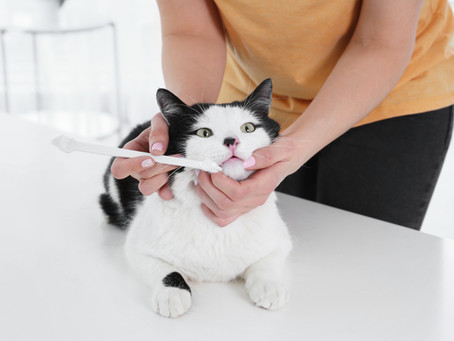 Does My Cat Need Teeth Cleaning?