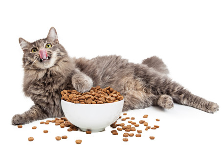 Would You Like Your Cats’ Food Shipped To You?