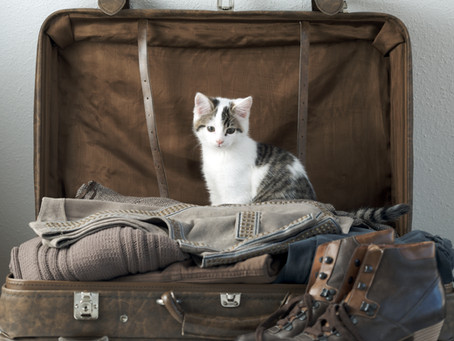 What Do You Do With Your Cat When You Are On Vacation?