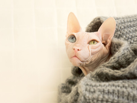 Does Your Cat Have Allergies?