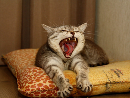 Why Won’t My Cat Eat? A Case From NOVA Cat Clinic