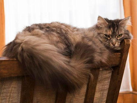 My cat is so matted! Is it ok for me to cut these mats out at home? Is there a way I can prevent the