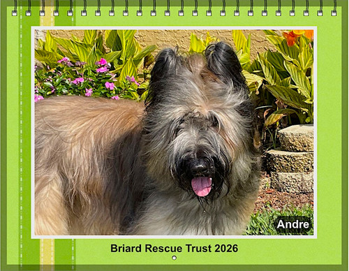 NEW 2026 Briard Calendar — FREE Shipping! briardrescuetrust