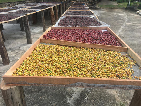 #021 - Why Direct Coffee Sourcing is Harder (and More Rewarding) Than It Looks