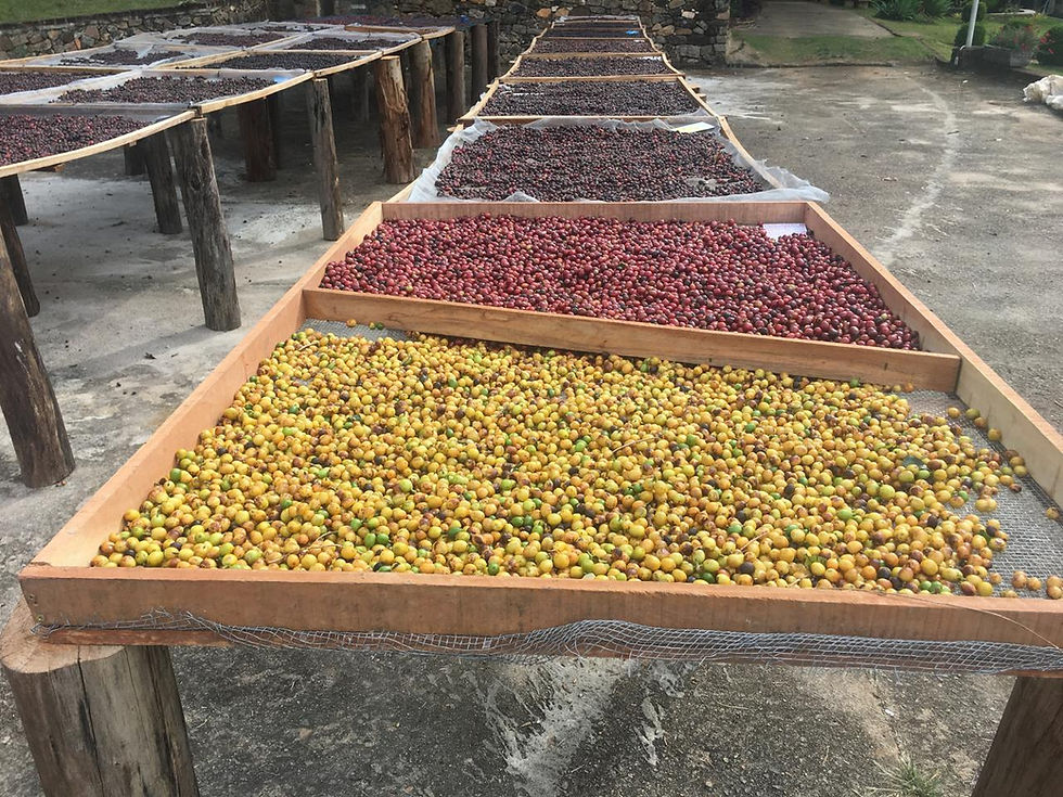 Microlots of Coffee in Raised Drying Beds - Andradas, Minas Gerais, Brazil