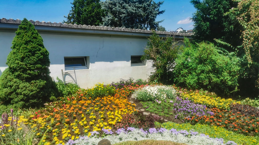Blumenrabatte mit weissem Schleierkraut, violettem Leberbalsam, orangen und gelben Tagetes und roten Riesenbegonien