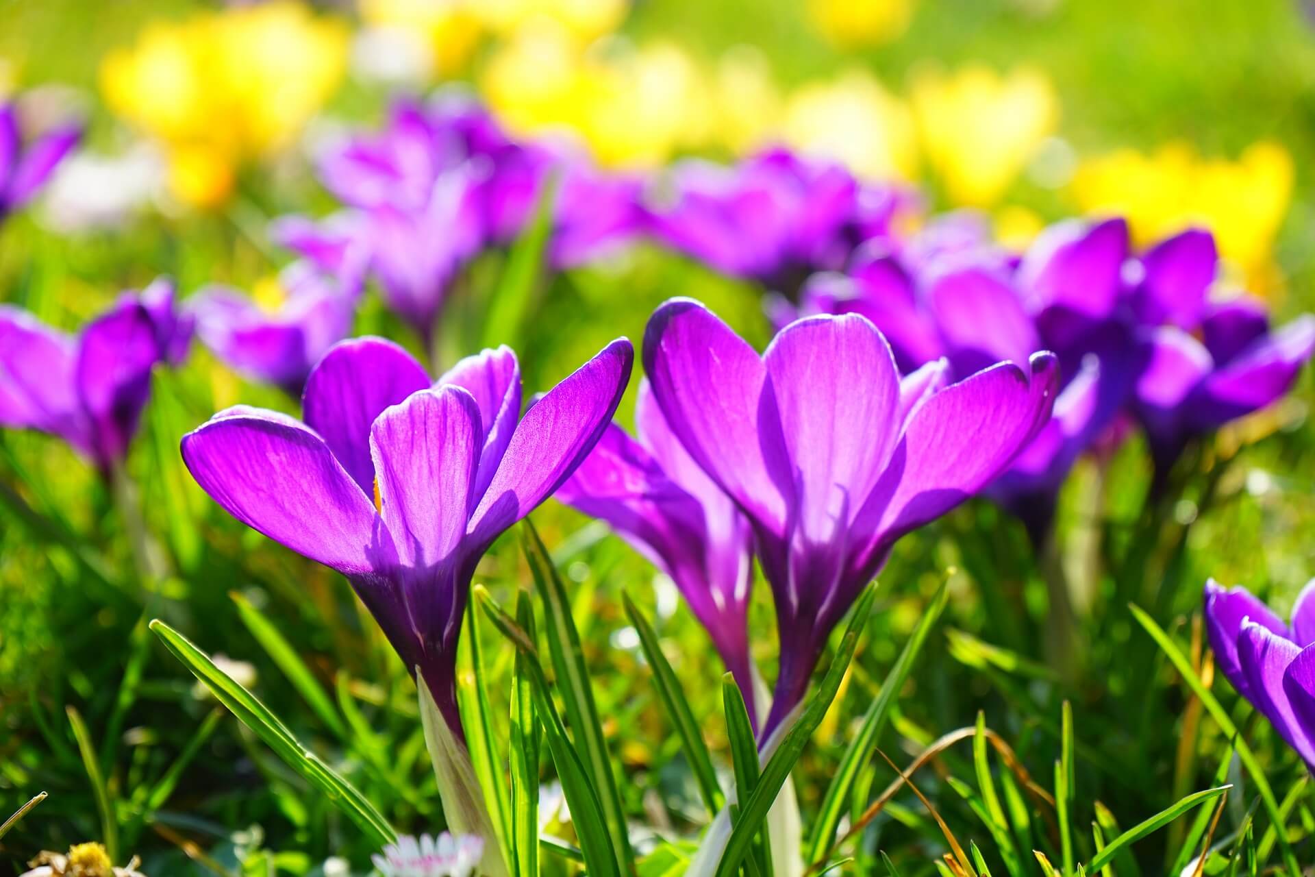 Potranno tagliare tutti i fiori, ma non potranno fermare la primavera. content media