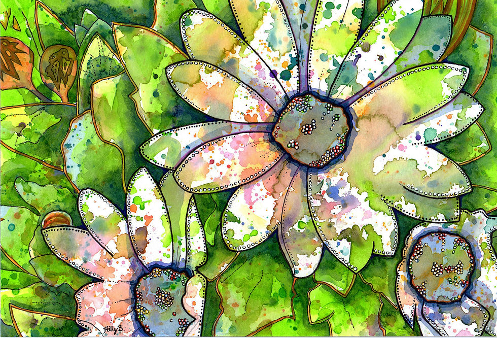 Osteospermums 2