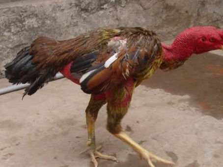 Bí quyết Chữa Gà Bị Run Chân siêu hiệu quả Tại DD7