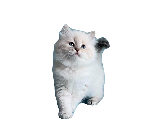 Le Siberien Et Le Neva Masqueradeaccueil Chatterie De Cloverfield Siberiens