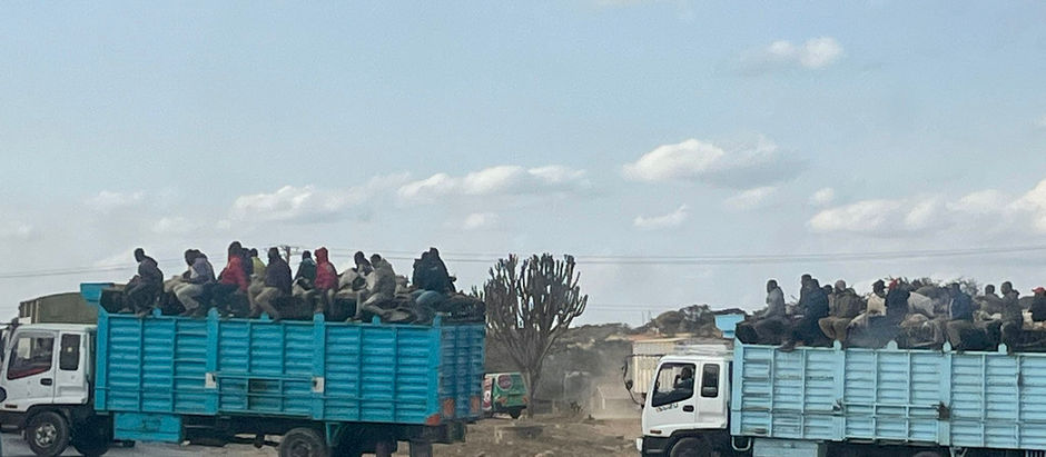 Cattle loading gone wrong!