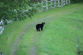 Black bear at summer camp