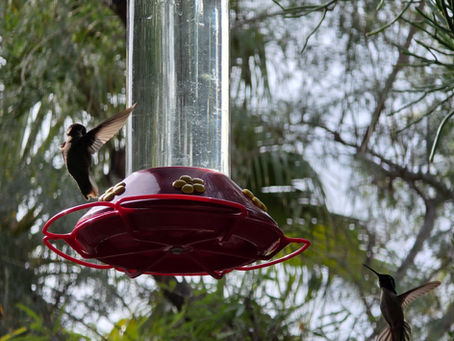 Hummingbird Encounter and Desert Labyrinth