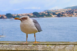 Gaviota en Bayona