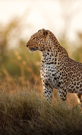 african-leopard-female-pose-beautiful-evening-light_475641-34.jpg